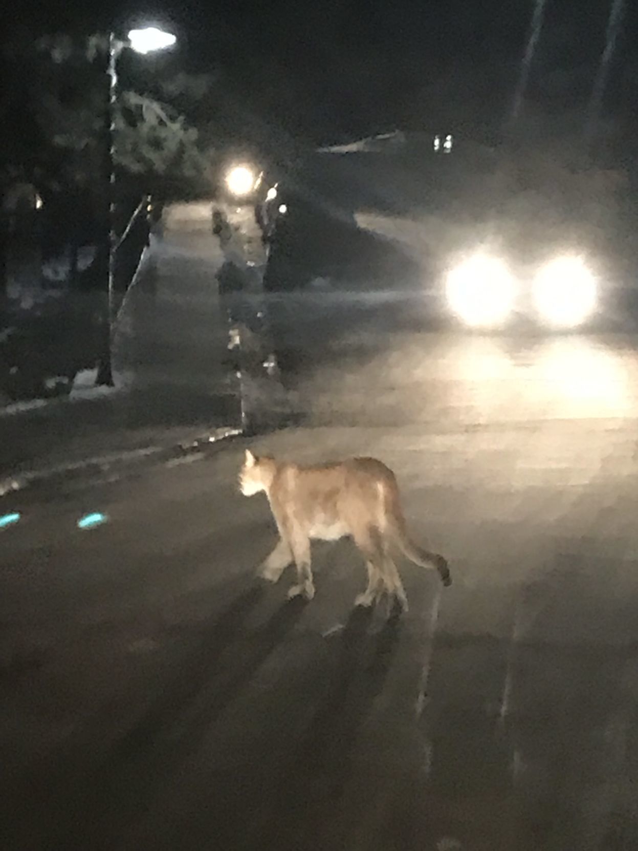 Mountain Lion Lava Hot Springs